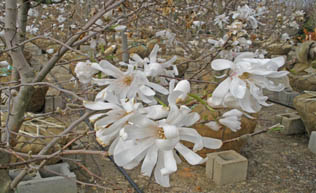 Royal Star Magnolia